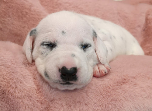 "Royal Fluff Sterne"